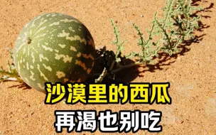 下载视频: 沙漠里的小西瓜，再渴也别吃