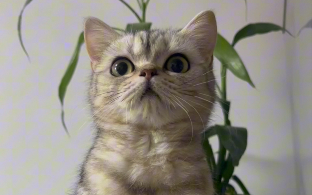 家有呆猫是一种什么体验呢