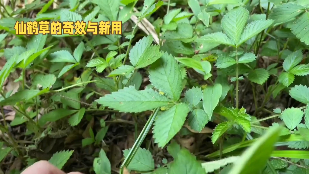 仙鹤草:治疗疲乏,肾炎的神奇草药