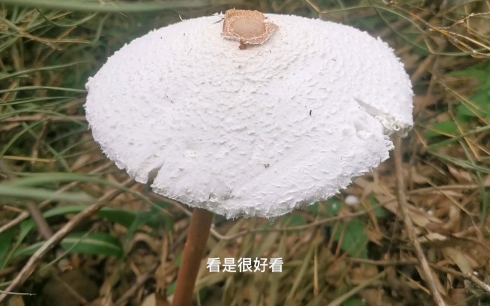 大山里的蘑菇像雨伞,可惜有毒不能吃