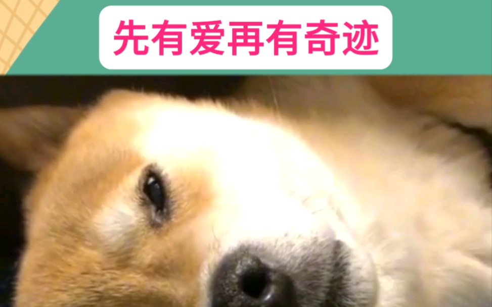 [图]柴犬！与死神赛跑，先有爱后有奇迹#柴犬