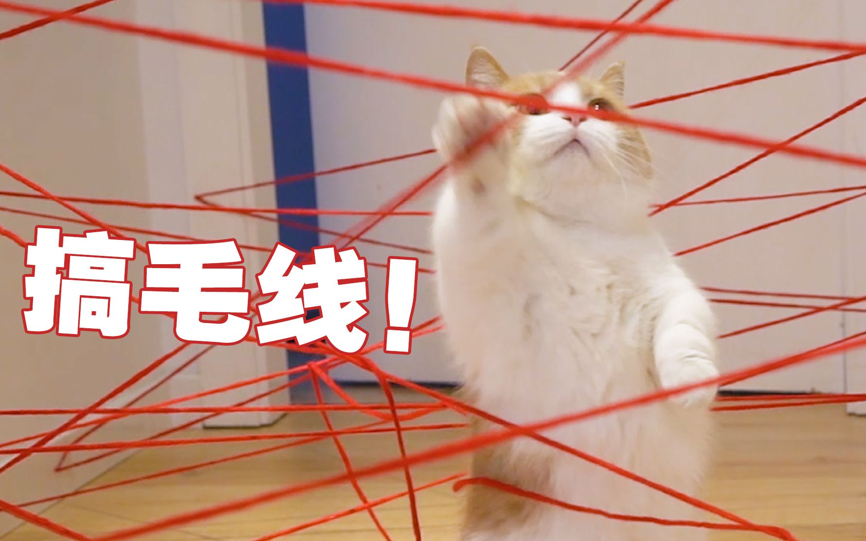 [图]把猫扔进激光迷宫？猫：搞毛线！我命不该绝