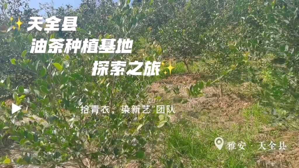 青衣团队的油茶种植基地初探索!哔哩哔哩bilibili