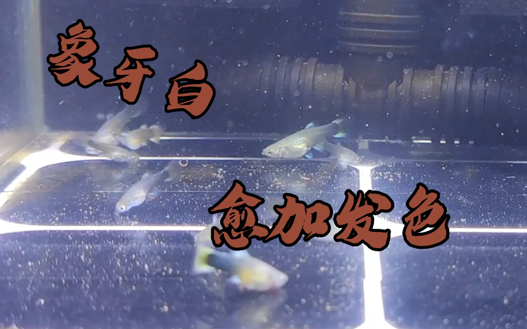 象牙白孔雀鱼什么时候能长到他们妈那么大