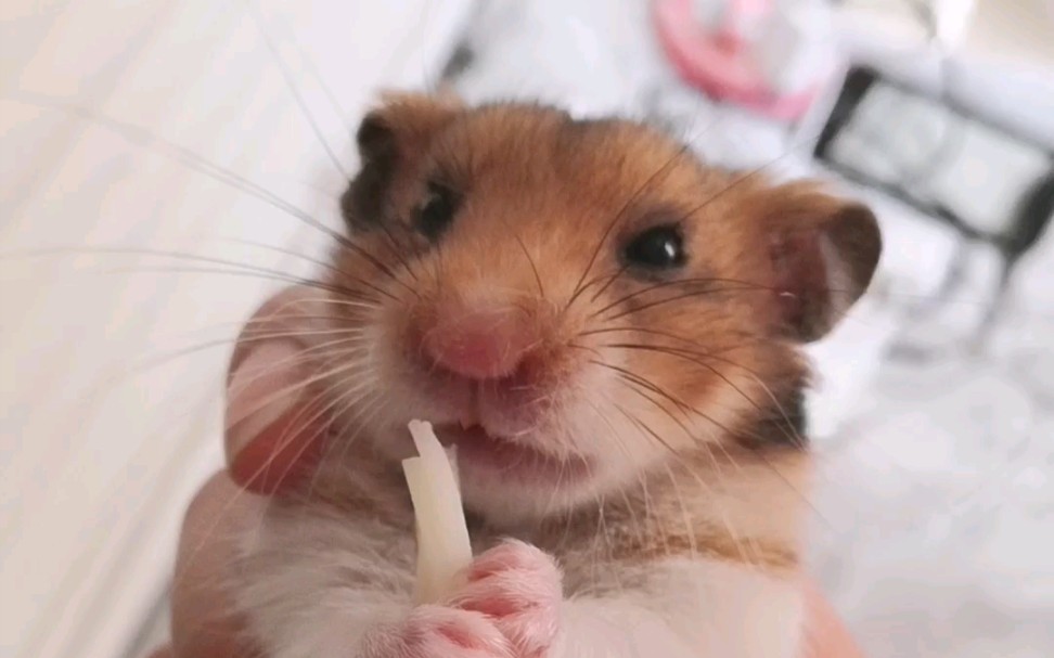 活动作品仓鼠起个什么名字会有点赞呢