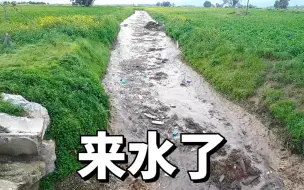 Download Video: 野外河沟突然来了“大水”太让人兴奋了