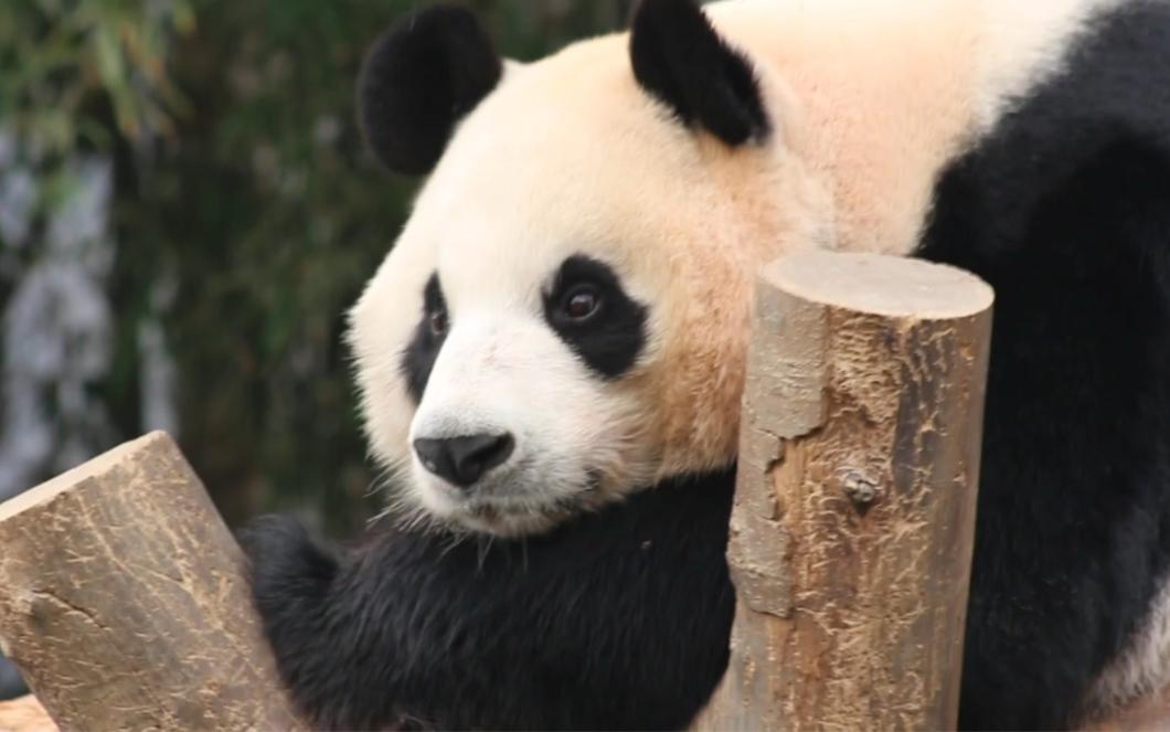 大熊猫华妮 这个洋娃娃竟然会眨眼睛 221109