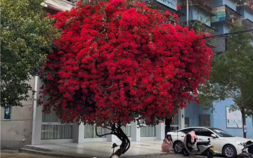 [图]“这么好看的花 当然要分享给你啦.  ”