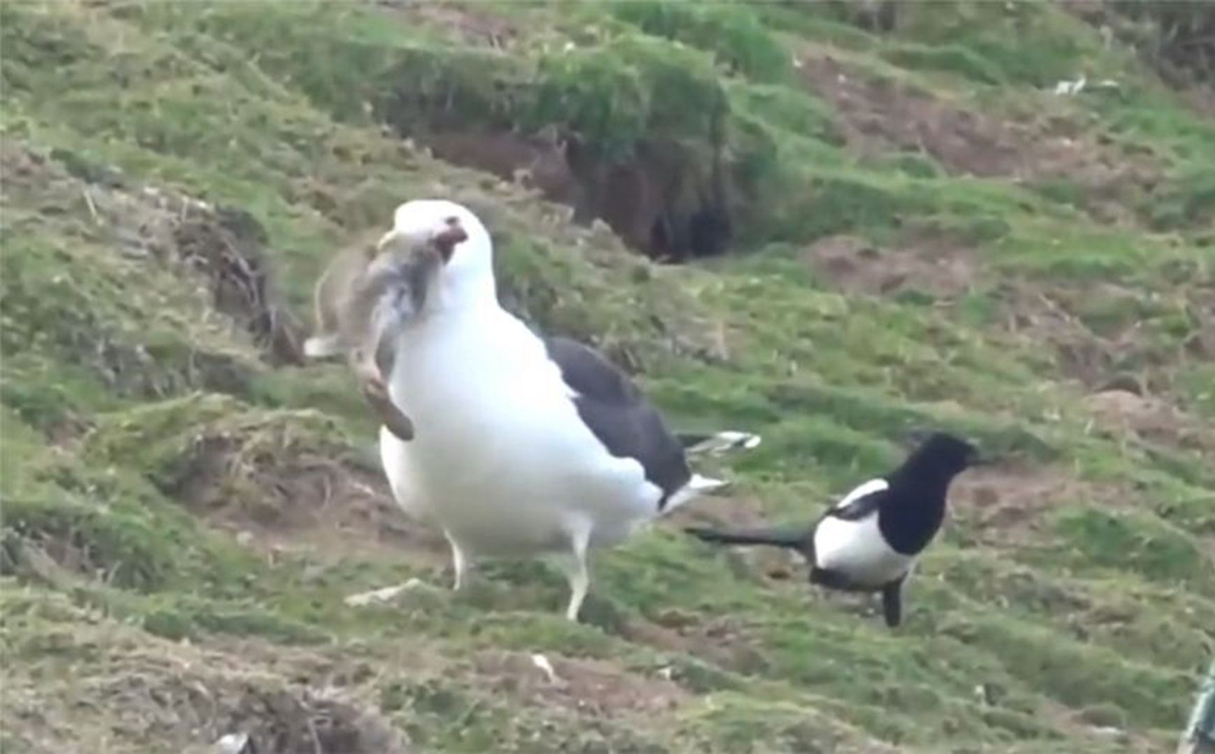 海鸥抓住兔子直接一口吞下,丝毫没有停顿,镜头记录整个过程