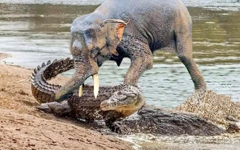 水中霸主搞偷袭大象喝水遭遇险情鳄鱼突然咬住喝水大象