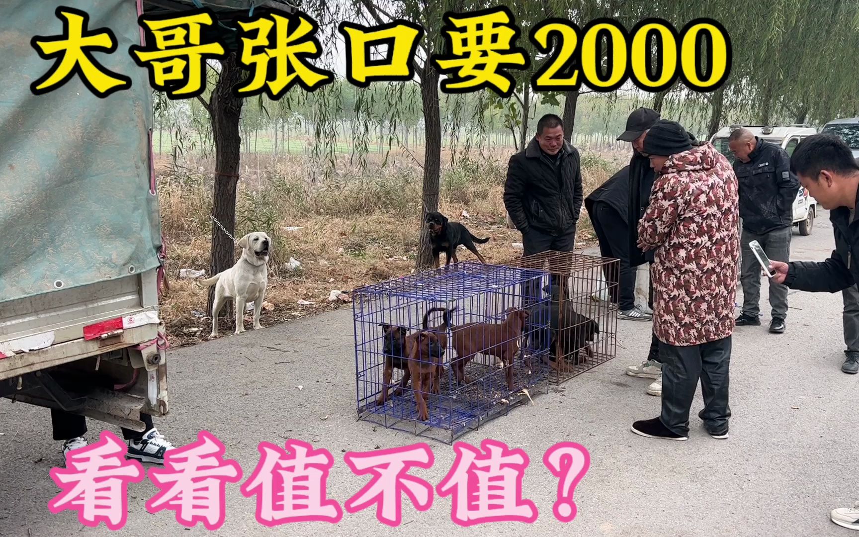 大哥带来一窝爆红马犬,一条小狗竟然要价2000,看看这品相值不值哔哩哔哩bilibili