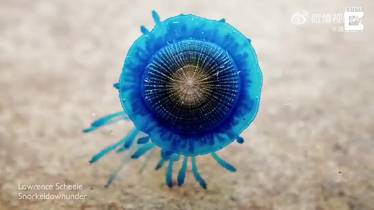 [图]海洋生物学家