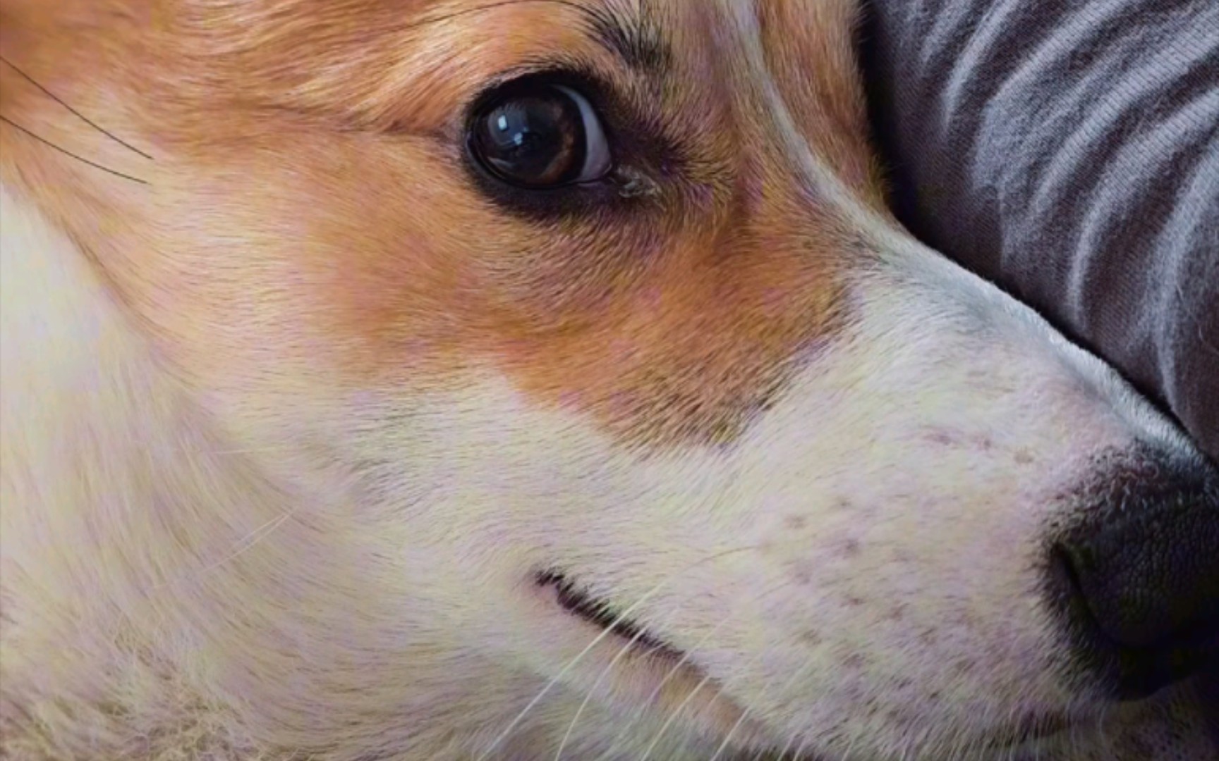 柯基鬼迷日眼,准没干好事!