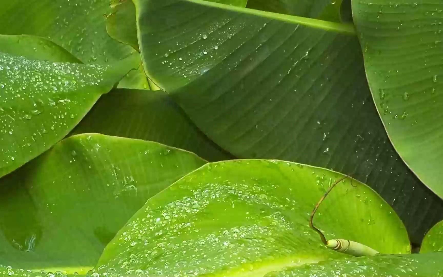 梅花无影针落脏辨证秒瘦针绝技
