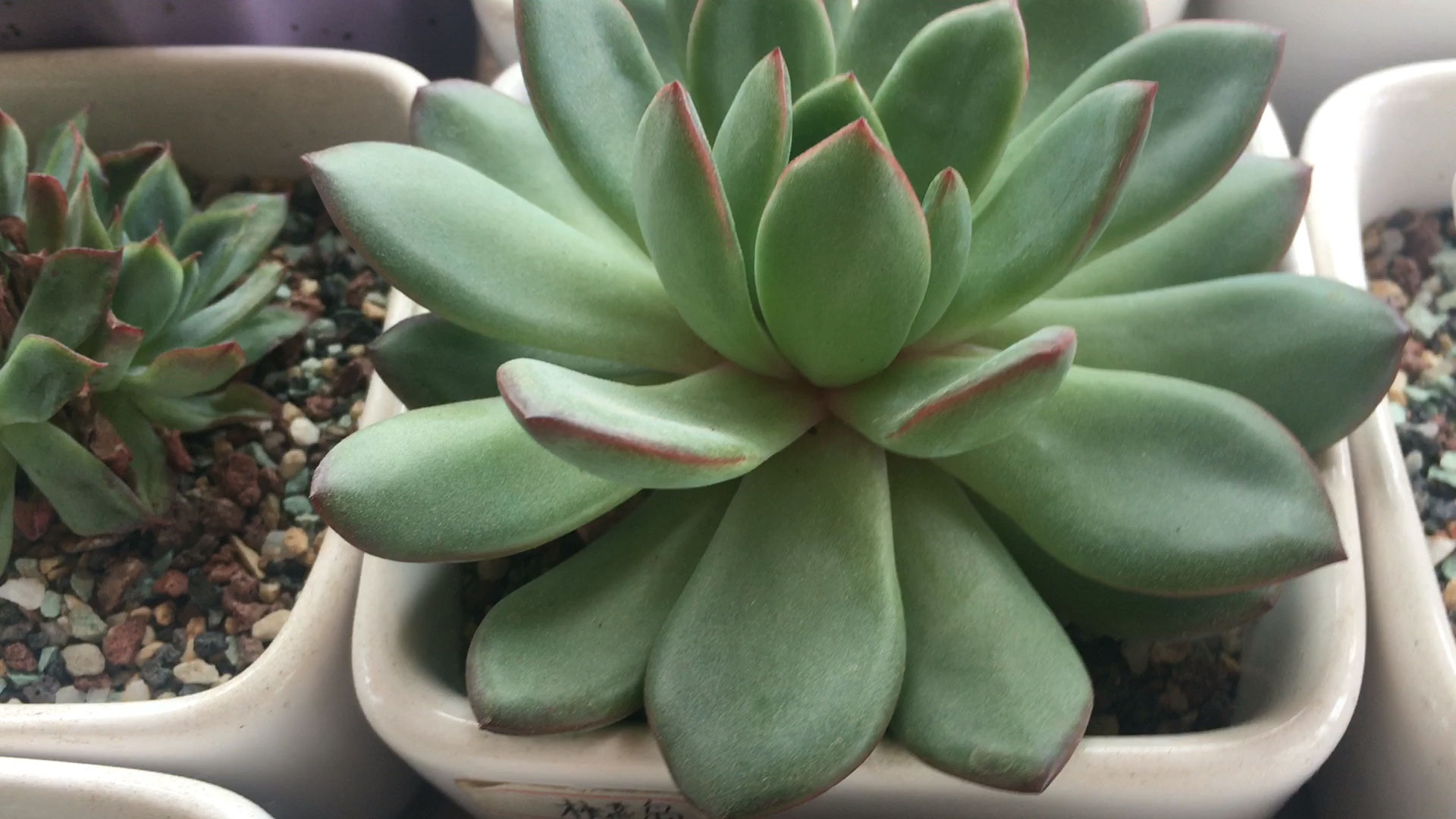 多肉植物桃花岛