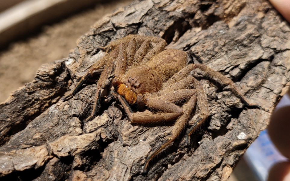 屏东猎人蛛巨大蚰蜒捕食