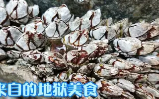 佛手藤壶 搜索结果 哔哩哔哩 Bilibili