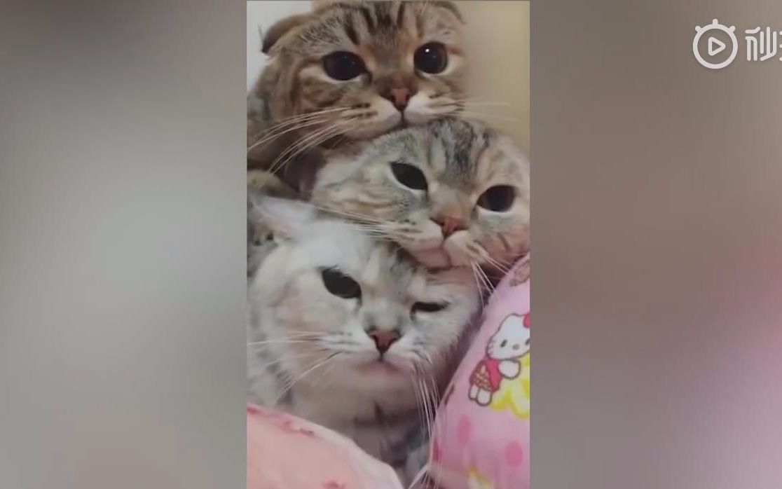 现实中的叠猫猫,太可爱了