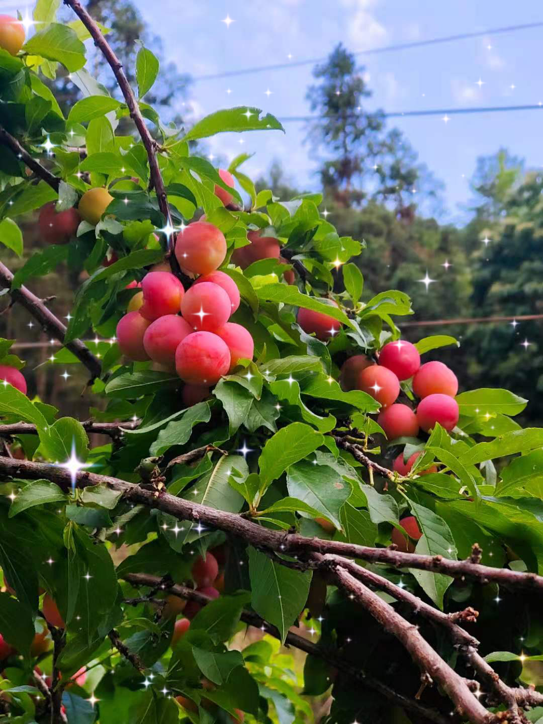 婆家的三月李一个尽的红,双华李青青涩涩,时光待进哔哩哔哩bilibili