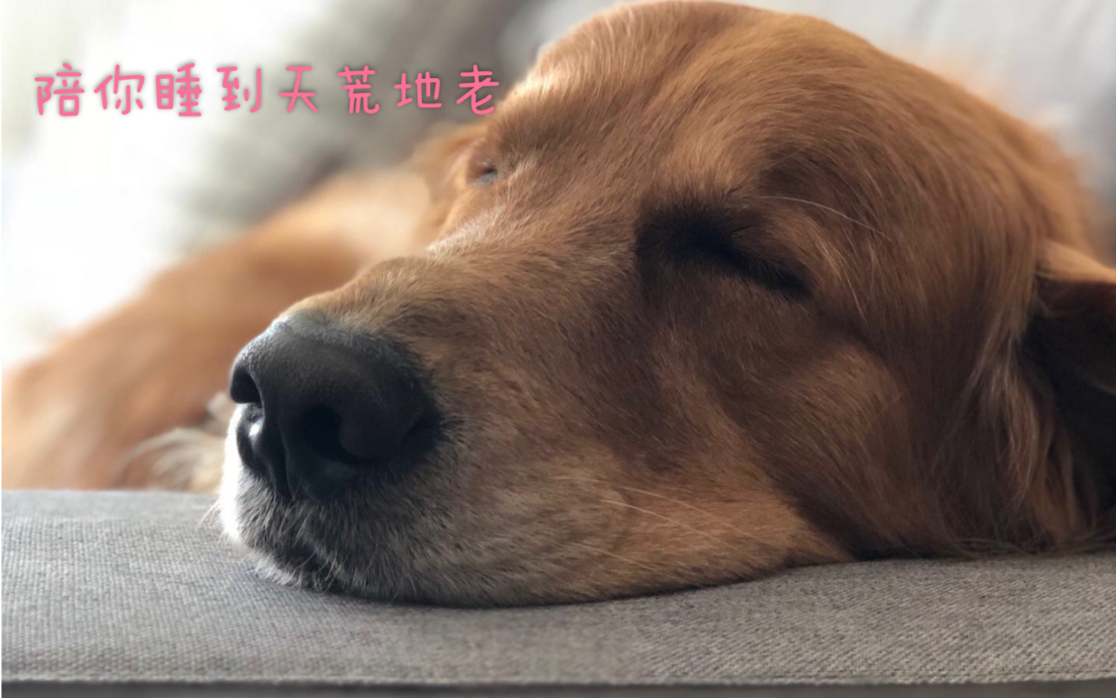 还在为失眠苦恼?一只金毛教你如何睡到天荒地老
