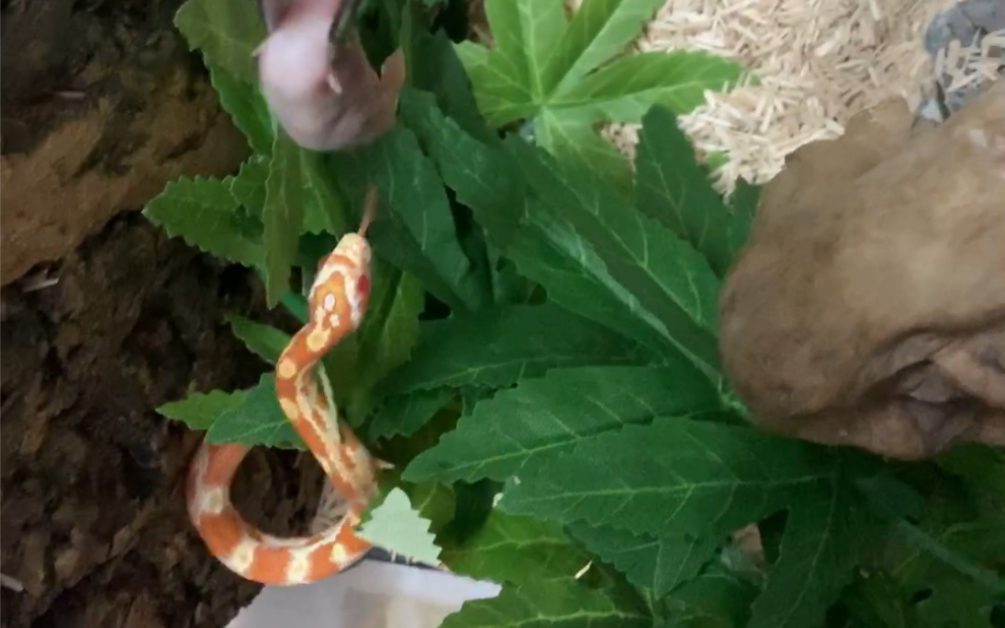 看玉米蛇如何吃比自己大块的食物