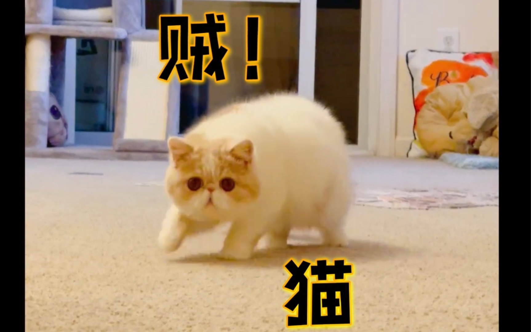 [图]加菲猫包子生活小片段—贼猫来袭，越贼越可爱！