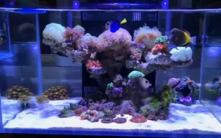 海水鱼 哔哩哔哩 Bilibili