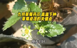 Download Video: 九月草莓开花 高温下种草莓成活的关健点