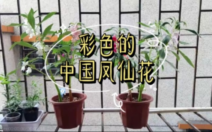 【凤仙花】开出了五颜六色的花朵, 观察凤仙花成长的记录贴哔哩哔哩bilibili