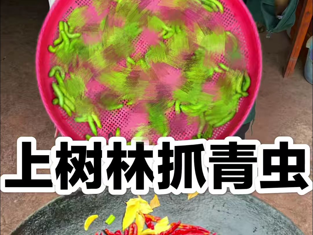 上树林抓青虫给奶奶做麻辣椒盐 大青虫哔哩哔哩bilibili