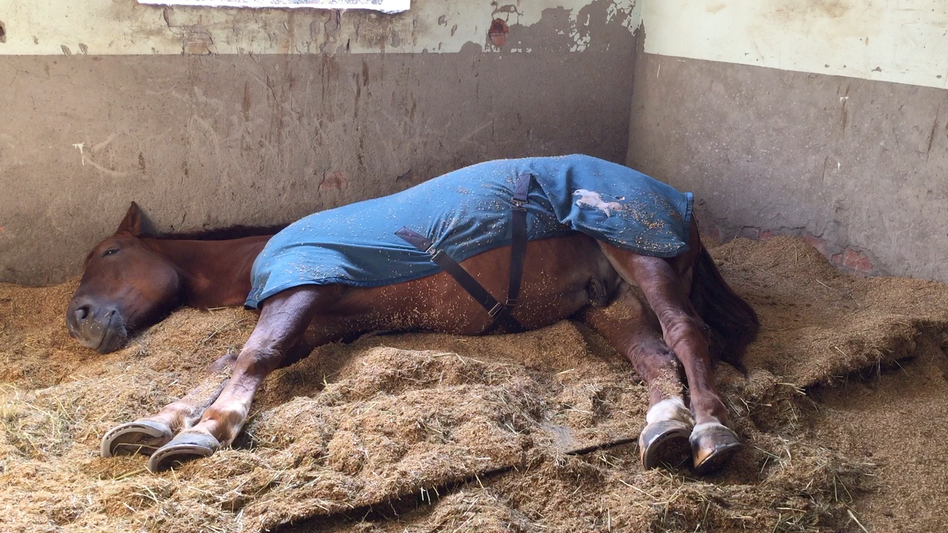马睡觉的姿势图片图片