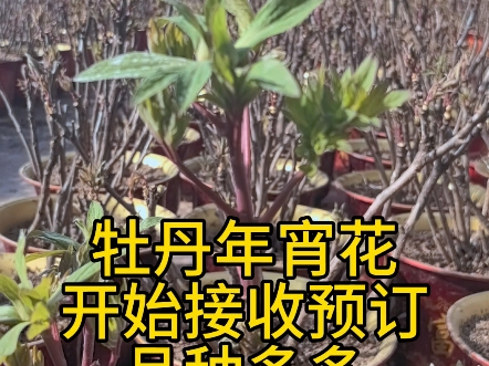 君悦合作社牡丹芍药年宵花开始接收预订,这两天会开始直播销售,品种有花王、岛津、黑豹,二乔、皇冠、绿幕、气壮山河、百园红霞、杂色品种众多,...