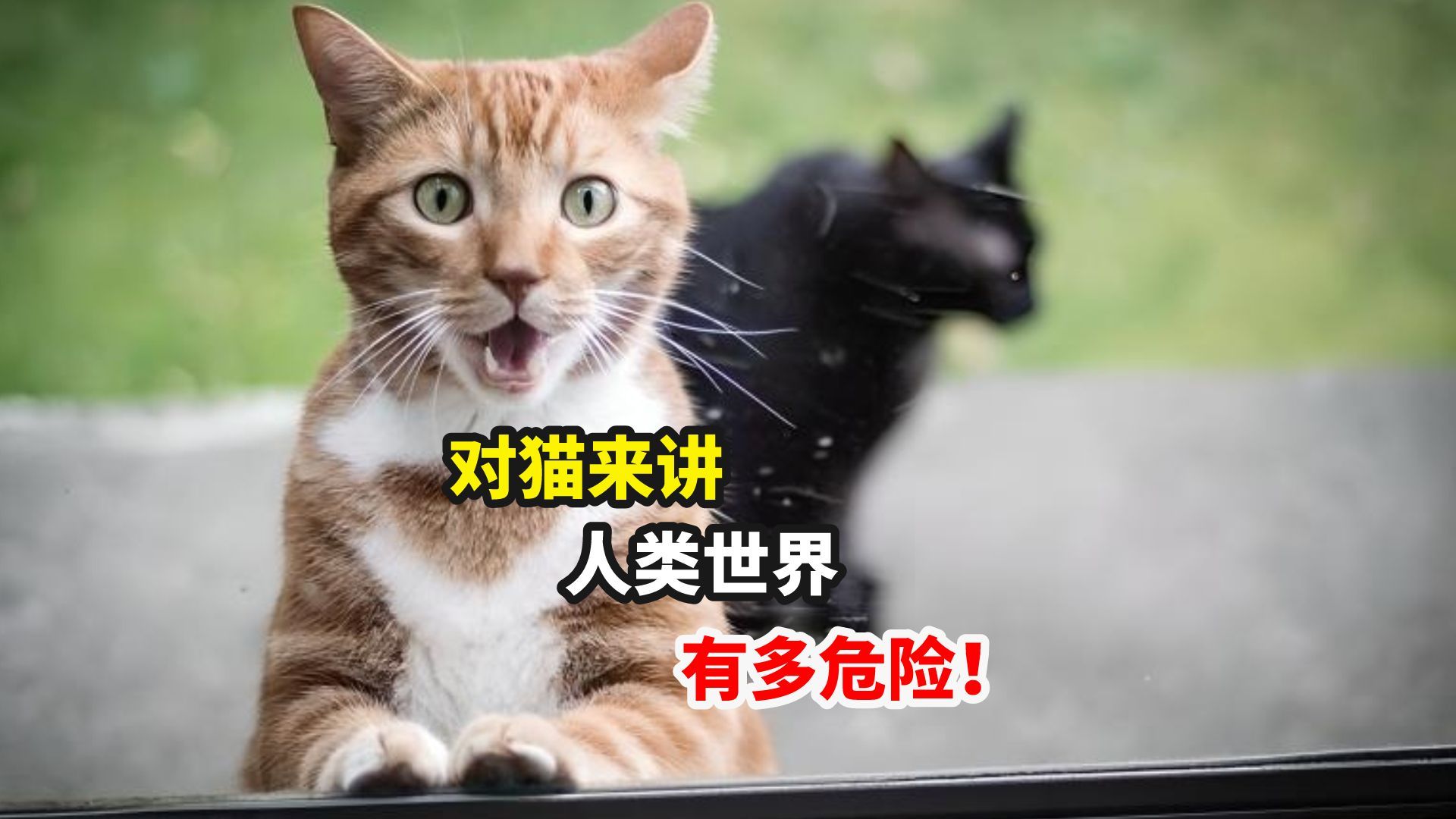 [图]新手铲屎官必看，猫眼中的人类