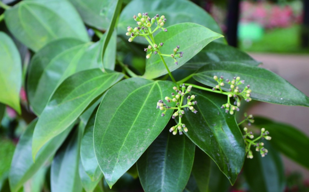 魅力中草药每日一药之肉桂