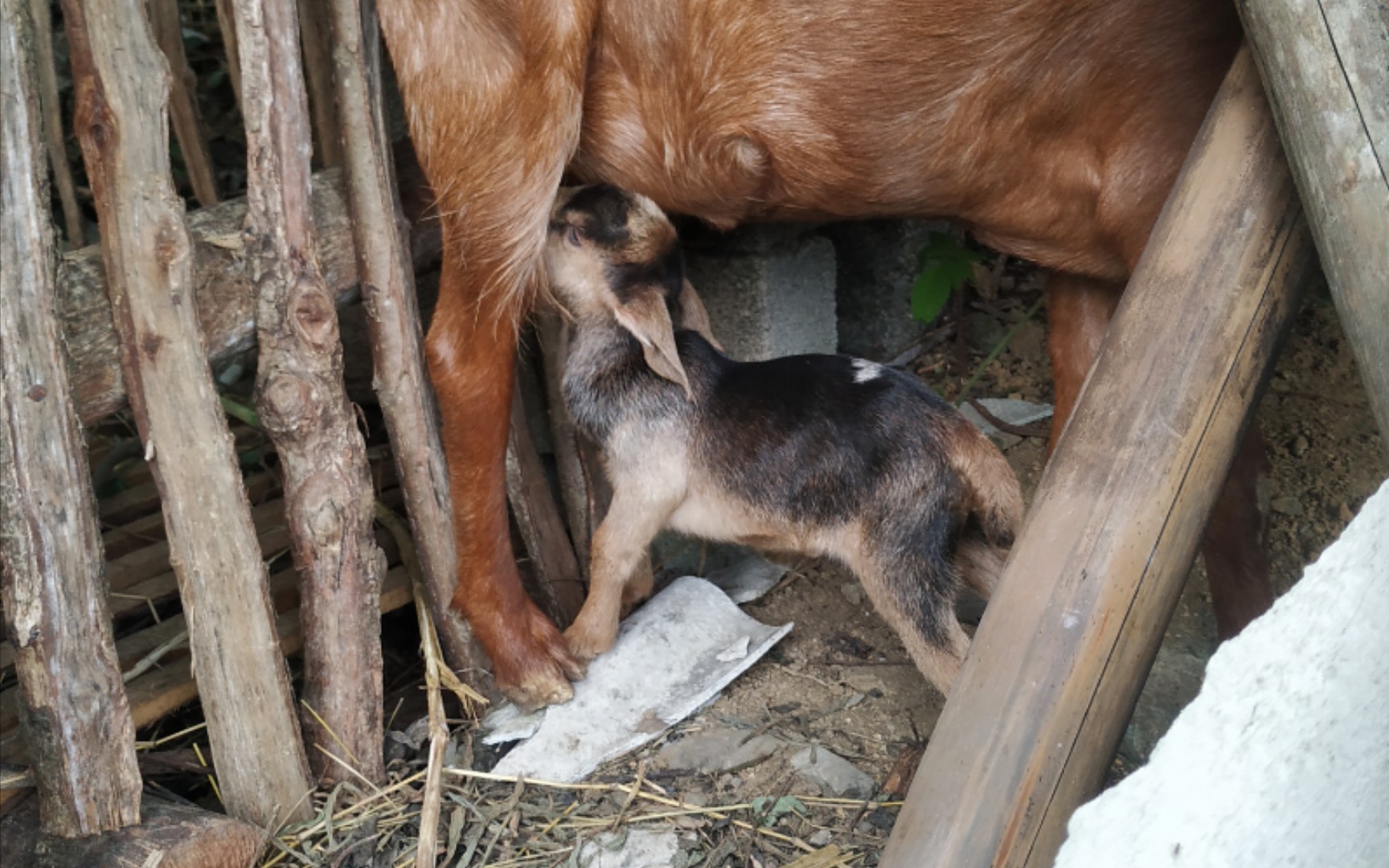 刚出生的小羊崽 丑萌丑萌的(2323*)79