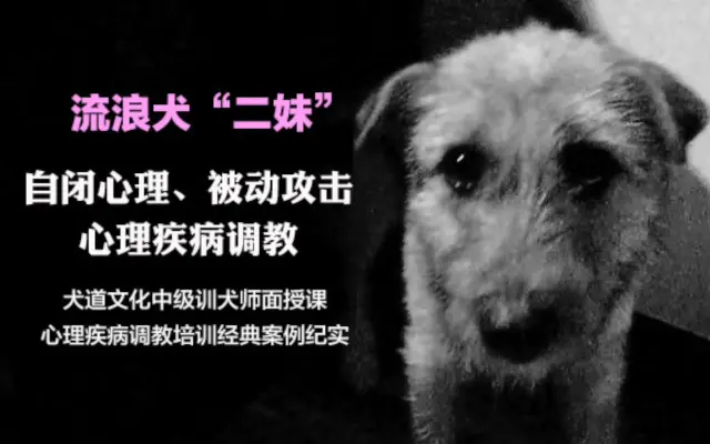 犬道文化官方的个人空间 哔哩哔哩 Bilibili