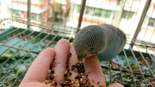 【虎皮鹦鹉了解一下？】虎皮怕人怎么办？拿食物讨好它呀！