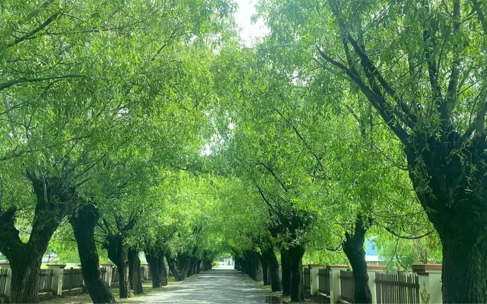 西藏林芝的這條林蔭小道很出片 夏季的西藏 最美的風景在路上