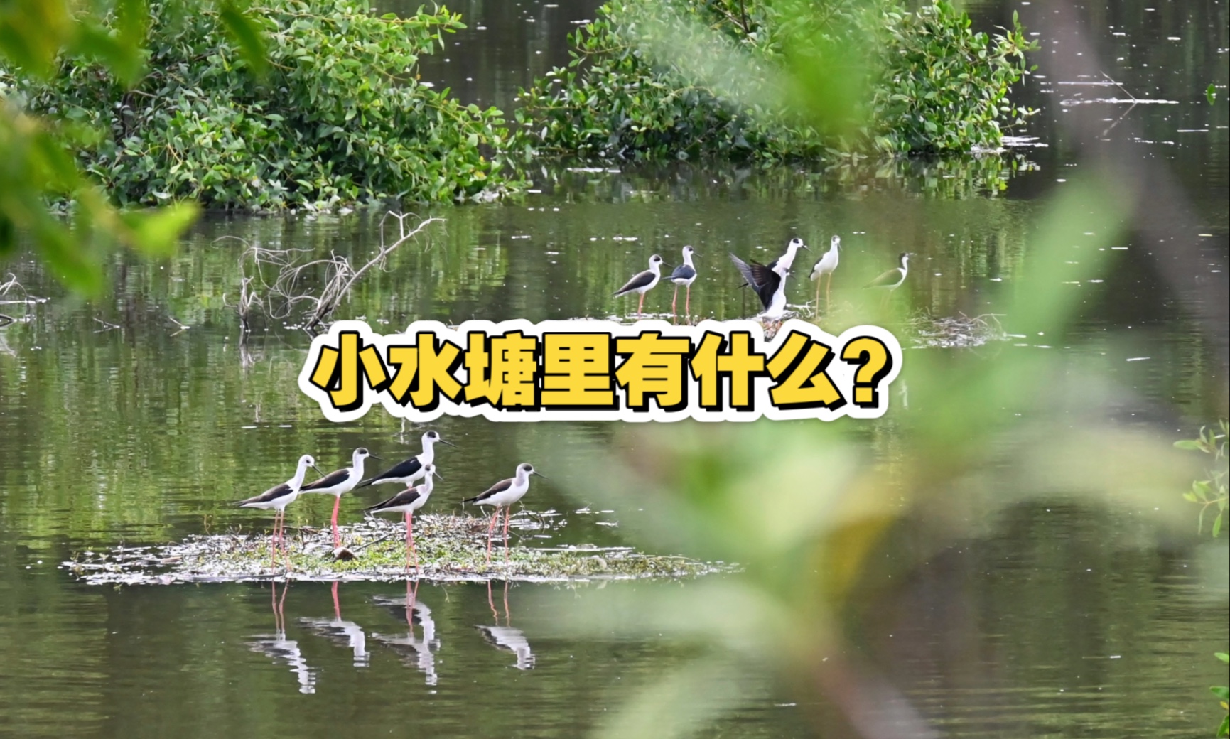 小水塘里有什么?有夜鹭,有黑翅长脚鹬踩背,有黑水鸡,有马赛克鹭