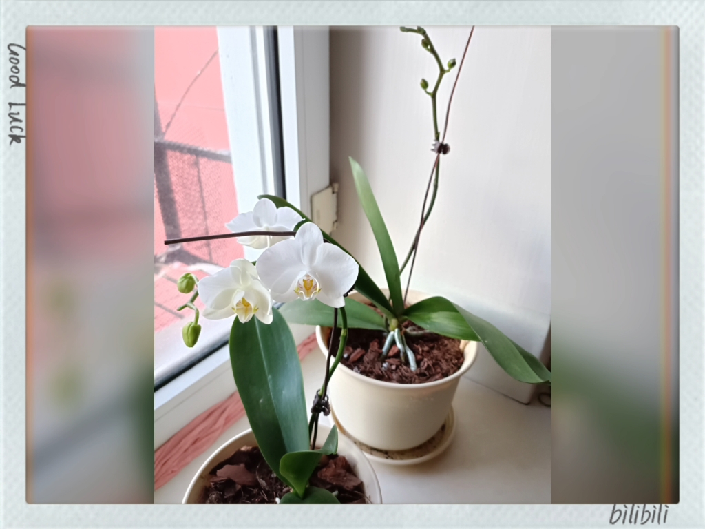 蝴蝶兰——朝日