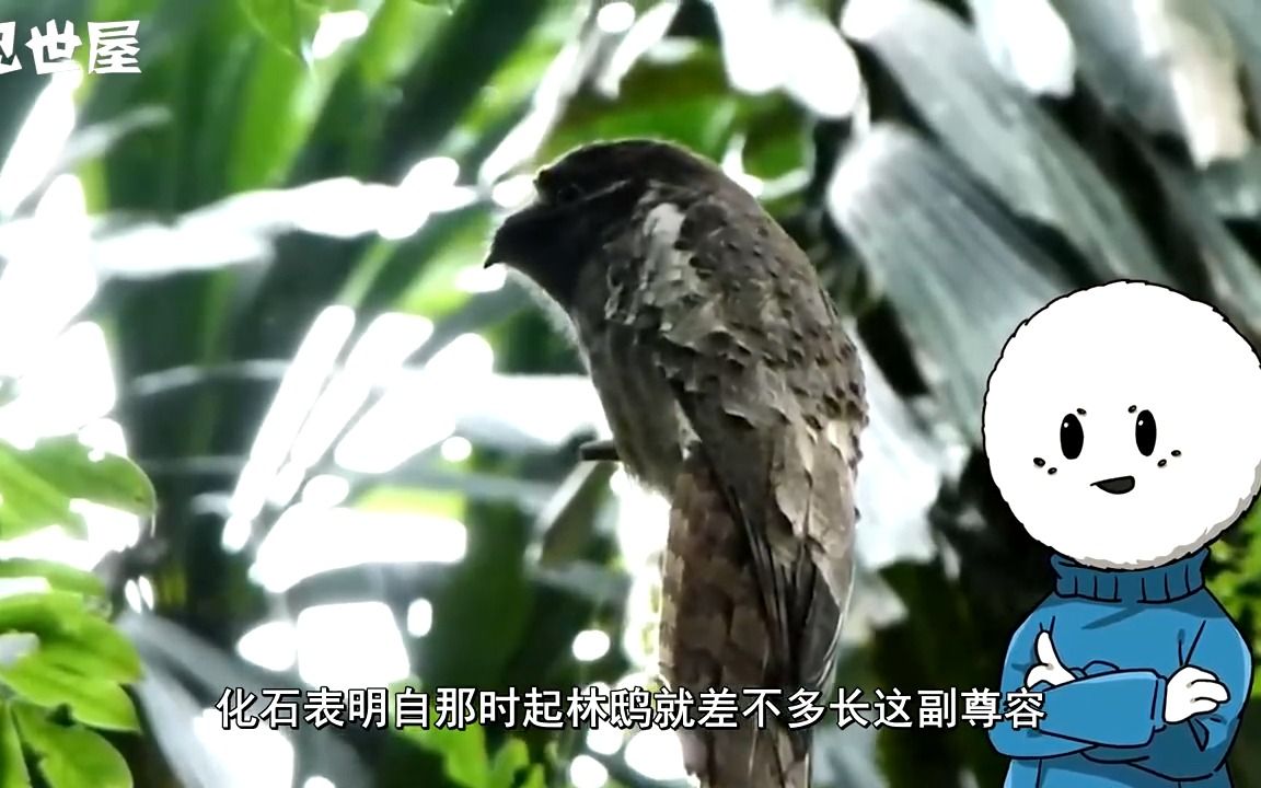 大嘴怪鳥林鴟,為什麼被稱為是最悲慘的鳥?