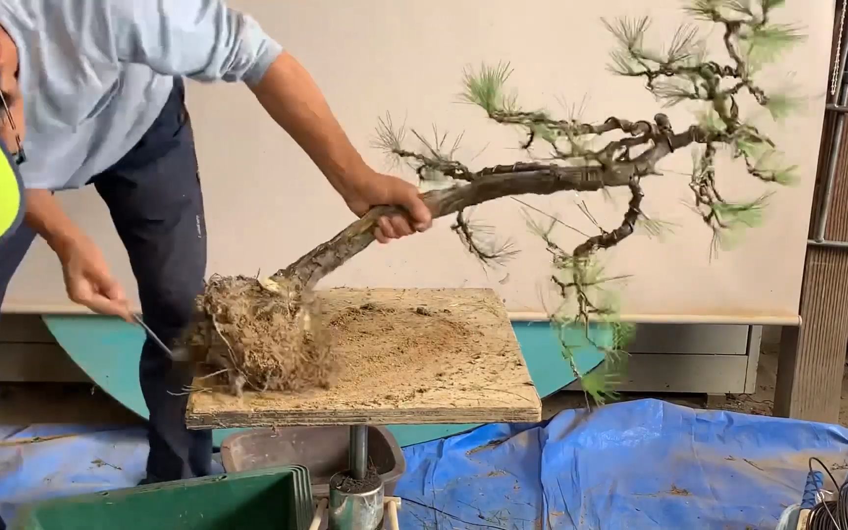 园艺下山松生桩整枝和上盆素淡雅致的文人松树盆景你喜欢吗