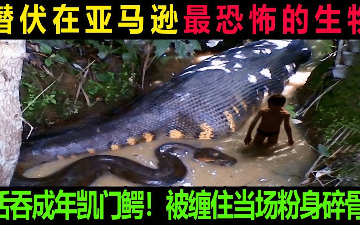 潜伏在亚马逊最恐怖的生物,活吞成年凯门鳄,被缠住当场粉身碎骨
