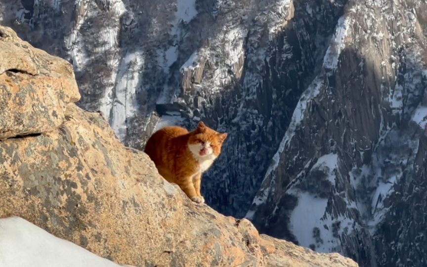 华山旅游|在海拔两千多米的山顶上玩雪的胖橘猫!好可爱啊!!!哔哩哔哩bilibili