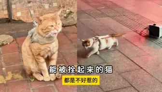 Télécharger la video: 能被拴起来的猫，都是不好惹的