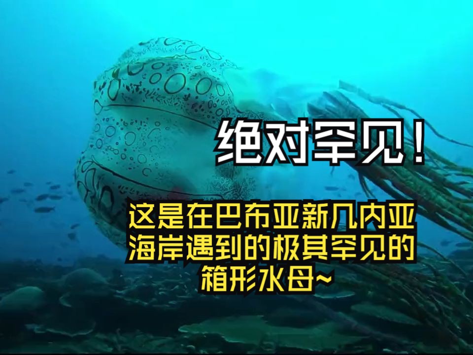 绝对罕见!这是在巴布亚新几内亚海岸遇到的极其罕见的箱形水母~哔哩哔哩bilibili