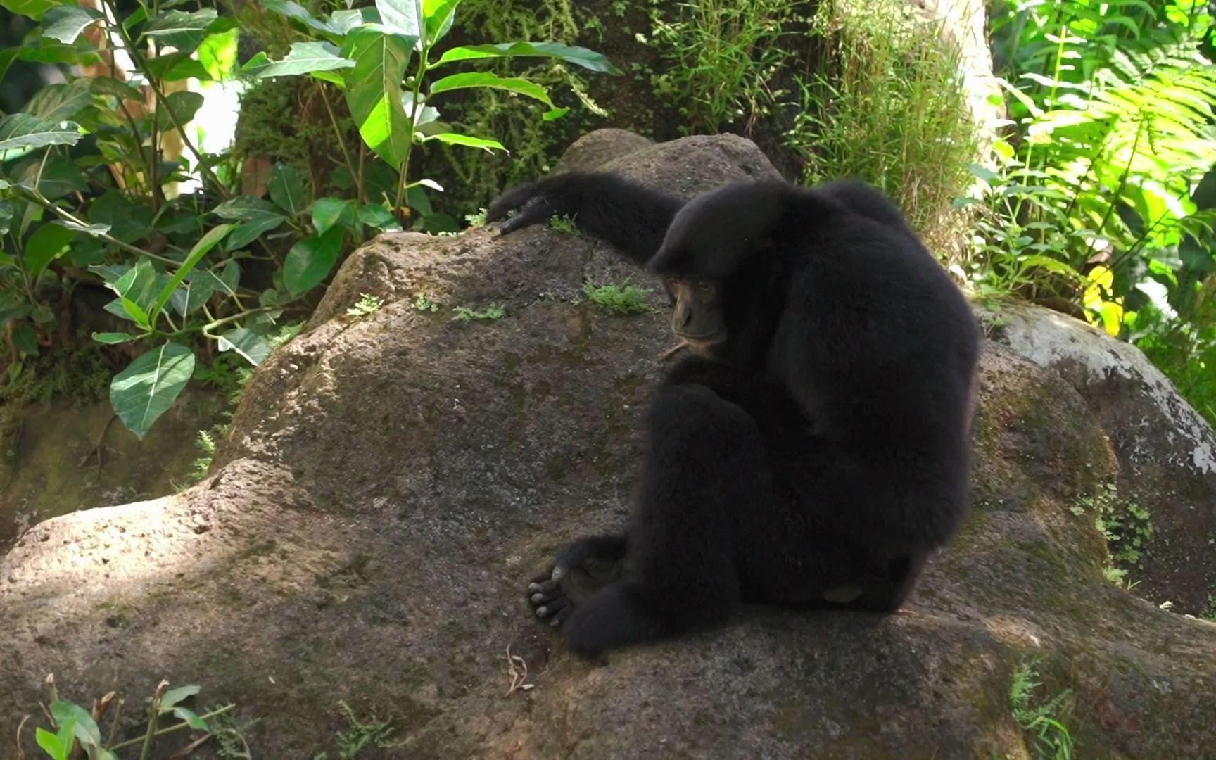 用手挠头的长臂猿和用脚挠头的小猴儿