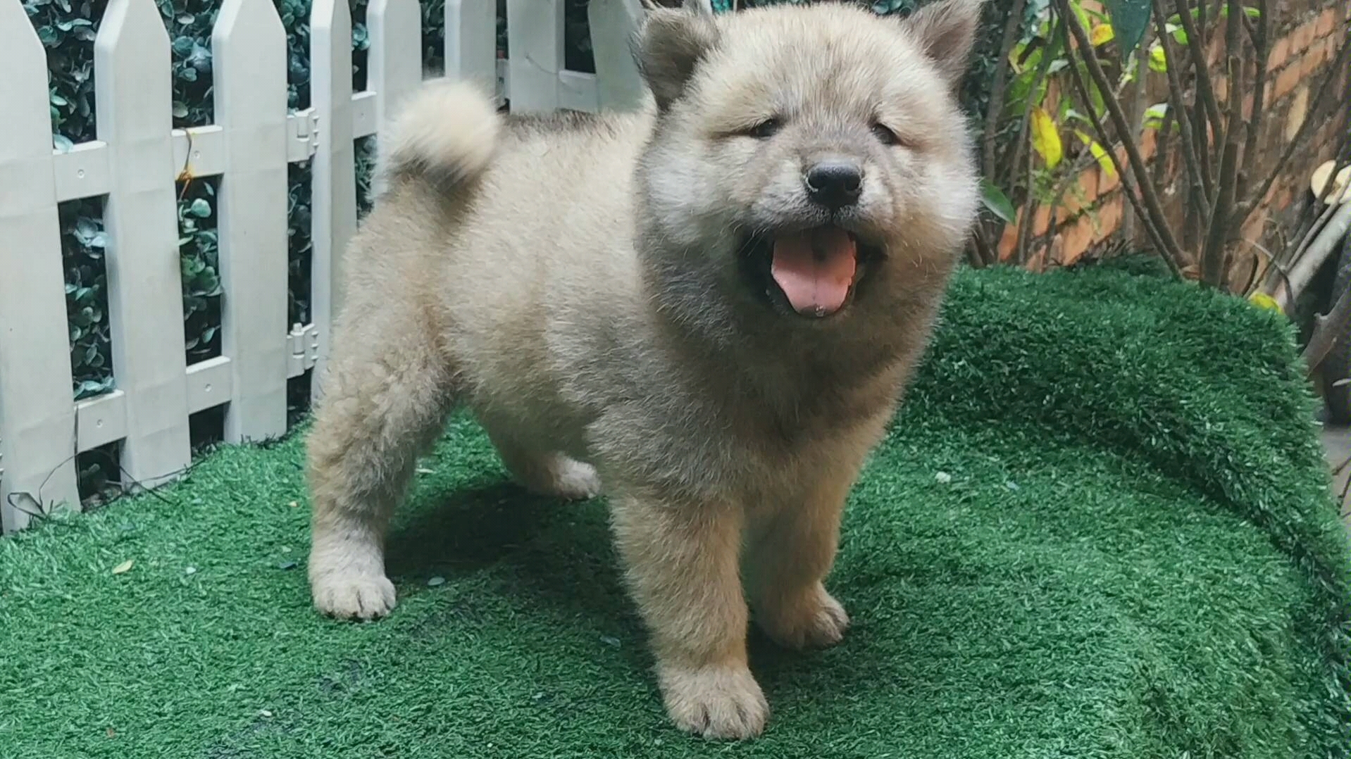 [中华田园犬] 这小黑狗 毛绒绒的 撸秃它