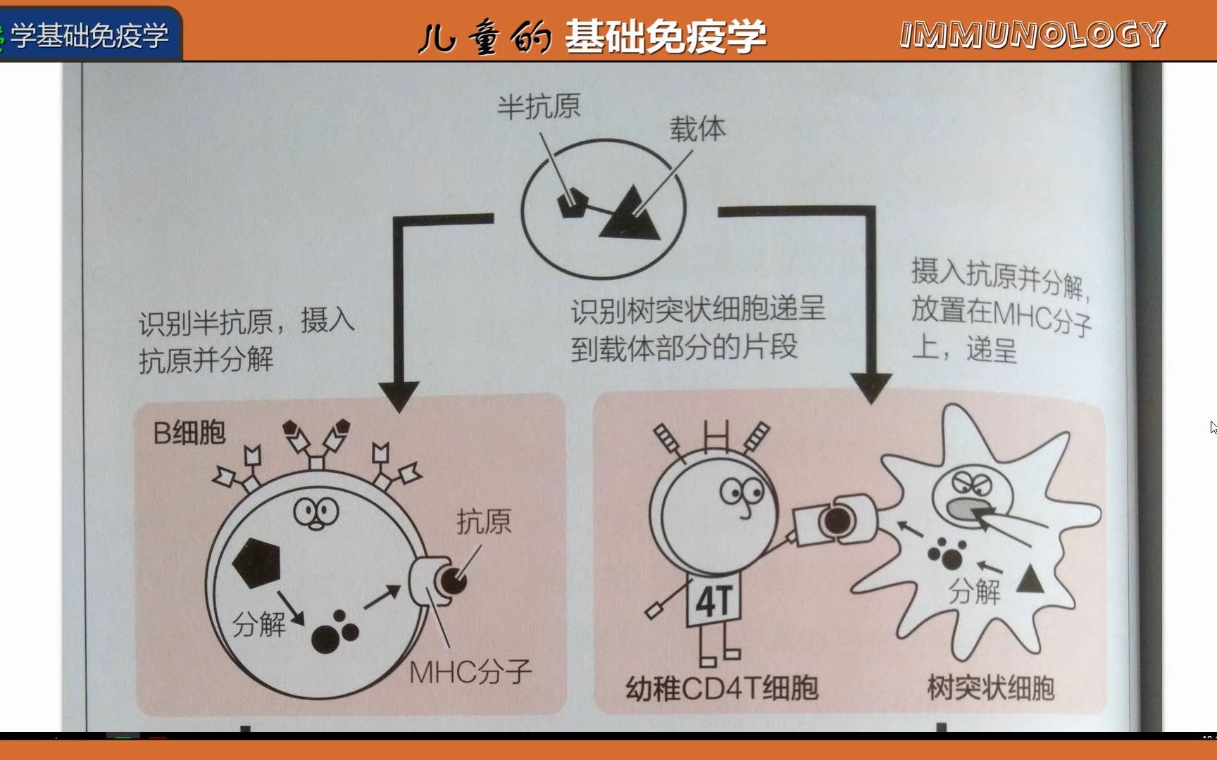 10b细胞作用下的抗体产生与功能12岁常荣学基础免疫学
