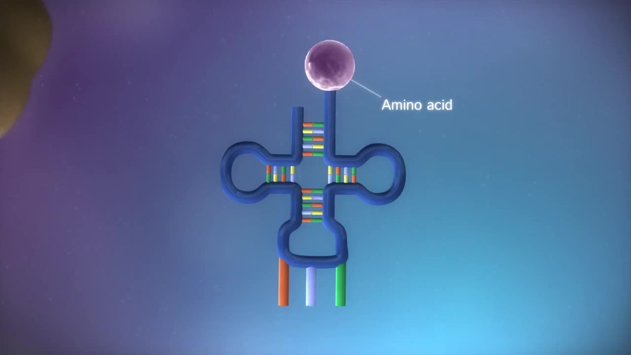 [图]【高中生物3D动画】从DNA到蛋白质（转录，翻译）